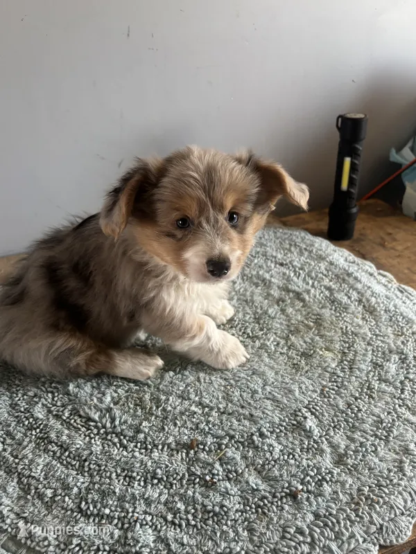 Blue Merle fluffy 2 – Cardigan Welsh Corgi, Pembroke Welsh Corgi puppy for sale in Hermiston, OR