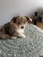 Blue Merle fluffy 2, a male Cardigan Welsh Corgi and Pembroke Welsh Corgi for sale in Hermiston, OR – 1 of 3
