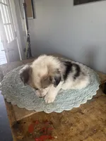 Fluff blue Merle 1, a male Cardigan Welsh Corgi and Pembroke Welsh Corgi for sale in Hermiston, OR – 3 of 3