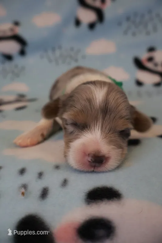 Huck – Pembroke Welsh Corgi puppy for sale in Hermiston, OR