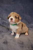 Blue Merle 2, a male Pembroke Welsh Corgi for sale in Hermiston, OR – 2 of 4