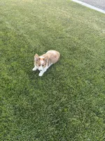 Reggie, a male Cardigan Welsh Corgi and Pembroke Welsh Corgi for sale in Hermiston, OR – 5 of 5