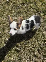 Zoey, a female Pembroke Welsh Corgi for sale in Hermiston, OR – 5 of 5