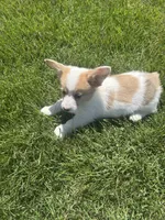 Peanut, a female Cardigan Welsh Corgi and Pembroke Welsh Corgi for sale in Hermiston, OR – 3 of 3