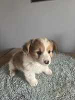 Lil red, a male Cardigan Welsh Corgi and Pembroke Welsh Corgi for sale in Hermiston, OR – 1 of 4