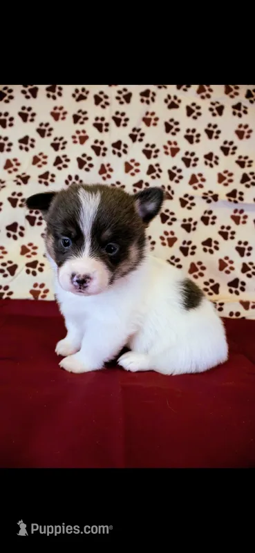 Orange collar – Cardigan Welsh Corgi, Pembroke Welsh Corgi puppy for sale in Hermiston, OR