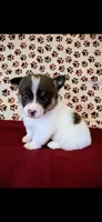 Orange collar, a male Cardigan Welsh Corgi and Pembroke Welsh Corgi for sale in Hermiston, OR – 1 of 2