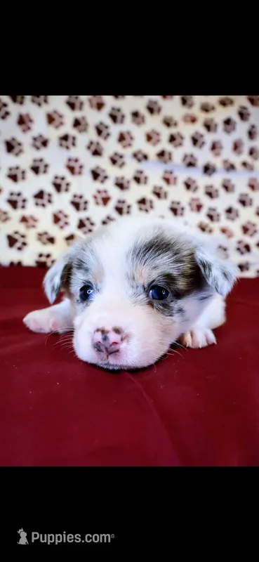 Blue collar  – Cardigan Welsh Corgi, Pembroke Welsh Corgi puppy for sale in Hermiston, OR