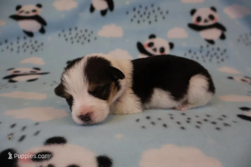 Blk and white tri mismark – Pembroke Welsh Corgi puppy for sale in Hermiston, OR