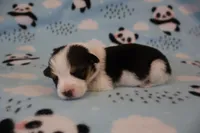 Blk and white tri mismark, a female Pembroke Welsh Corgi for sale in Hermiston, OR – 1 of 3