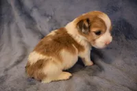 Lil red, a male Pembroke Welsh Corgi for sale in Hermiston, OR – 1 of 2
