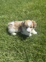 Lil red, a male Cardigan Welsh Corgi and Pembroke Welsh Corgi for sale in Hermiston, OR – 3 of 4
