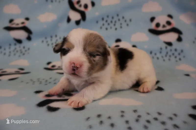 Checker – Pembroke Welsh Corgi puppy for sale in Hermiston, OR