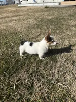 Zoey, a female Pembroke Welsh Corgi for sale in Hermiston, OR – 4 of 5