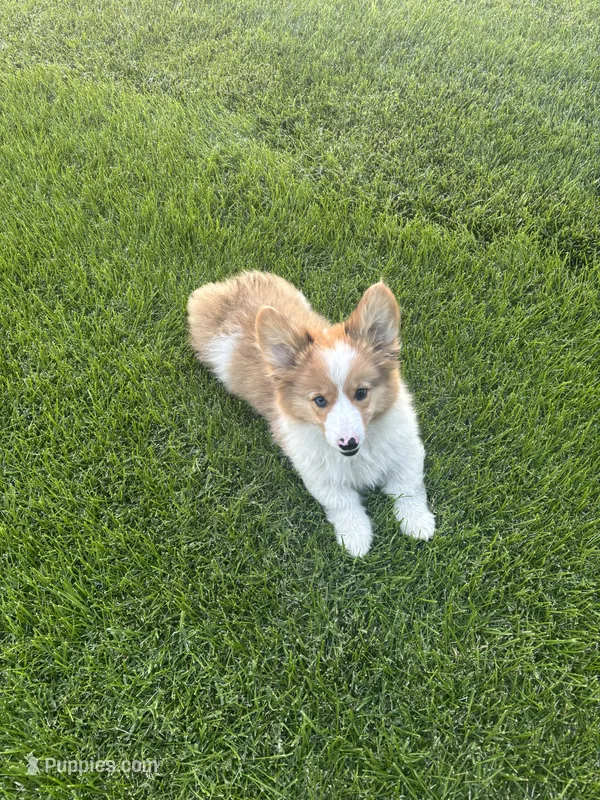 Reggie – Cardigan Welsh Corgi, Pembroke Welsh Corgi puppy for sale in Hermiston, OR
