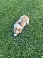 Reggie, a male Cardigan Welsh Corgi and Pembroke Welsh Corgi for sale in Hermiston, OR – 3 of 5