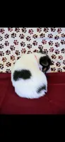 Orange collar, a male Cardigan Welsh Corgi and Pembroke Welsh Corgi for sale in Hermiston, OR – 2 of 2
