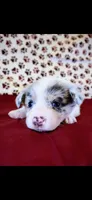 Brown collar, a male Cardigan Welsh Corgi and Pembroke Welsh Corgi for sale in Hermiston, OR – 3 of 3