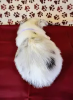 Purple collar, a female Cardigan Welsh Corgi and Pembroke Welsh Corgi for sale in Hermiston, OR – 2 of 4