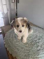Fluff blue Merle 1, a male Cardigan Welsh Corgi and Pembroke Welsh Corgi for sale in Hermiston, OR – 2 of 3