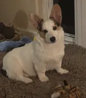 Zoey, a female Pembroke Welsh Corgi for sale in Hermiston, OR – 2 of 5