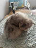Blue Merle fluffy 2, a male Cardigan Welsh Corgi and Pembroke Welsh Corgi for sale in Hermiston, OR – 2 of 3