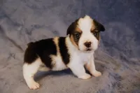 Tri mismark , a female Pembroke Welsh Corgi for sale in Hermiston, OR – 3 of 4