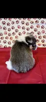 Red collar, a male Pembroke Welsh Corgi for sale in Hermiston, OR – 2 of 2