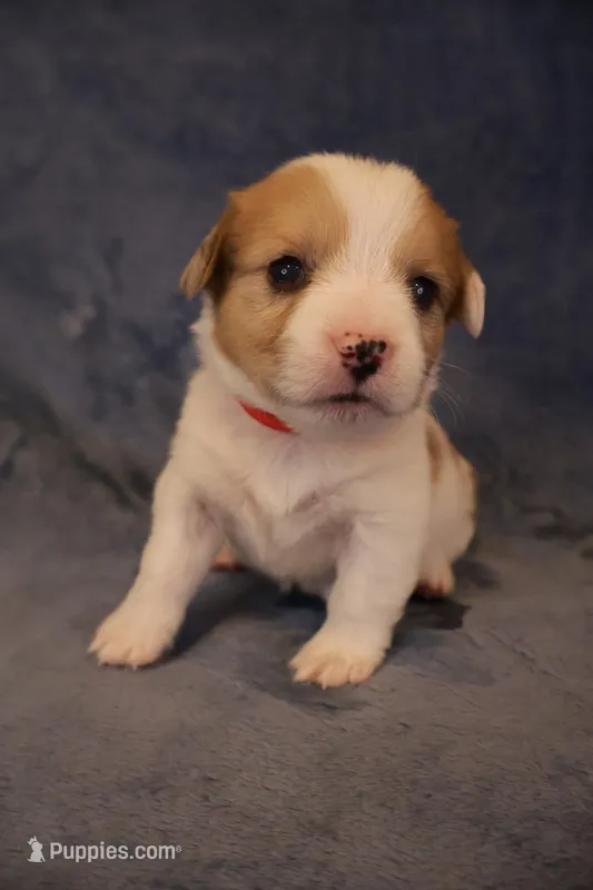 Peanut – Pembroke Welsh Corgi puppy for sale in Hermiston, OR