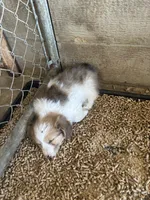 Lil red, a male Cardigan Welsh Corgi and Pembroke Welsh Corgi for sale in Hermiston, OR – 4 of 4