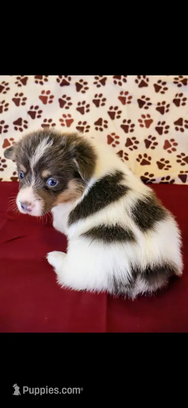 Yellow collar – Cardigan Welsh Corgi, Pembroke Welsh Corgi puppy for sale in Hermiston, OR