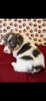 Yellow collar, a female Cardigan Welsh Corgi and Pembroke Welsh Corgi for sale in Hermiston, OR – 1 of 3