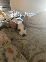Zoey, a female Pembroke Welsh Corgi for sale in Hermiston, OR – 3 of 5