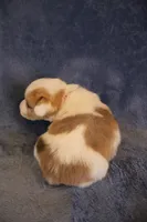 Peanut, a female Pembroke Welsh Corgi for sale in Hermiston, OR – 2 of 3