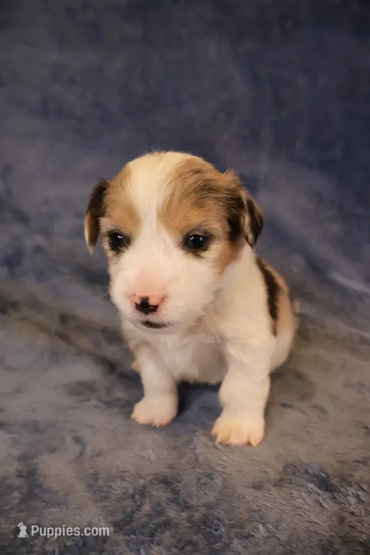 Merle boy 1 – Pembroke Welsh Corgi puppy for sale in Hermiston, OR