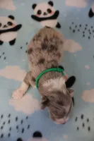 Huck, a male Pembroke Welsh Corgi for sale in Hermiston, OR – 3 of 3