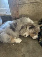 Blue Merle fluffy 2, a male Cardigan Welsh Corgi and Pembroke Welsh Corgi for sale in Hermiston, OR – 3 of 3