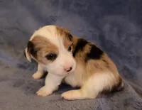 Merle boy 1, a male Pembroke Welsh Corgi for sale in Hermiston, OR – 3 of 3