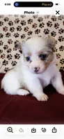 Purple collar, a female Cardigan Welsh Corgi and Pembroke Welsh Corgi for sale in Hermiston, OR – 3 of 4