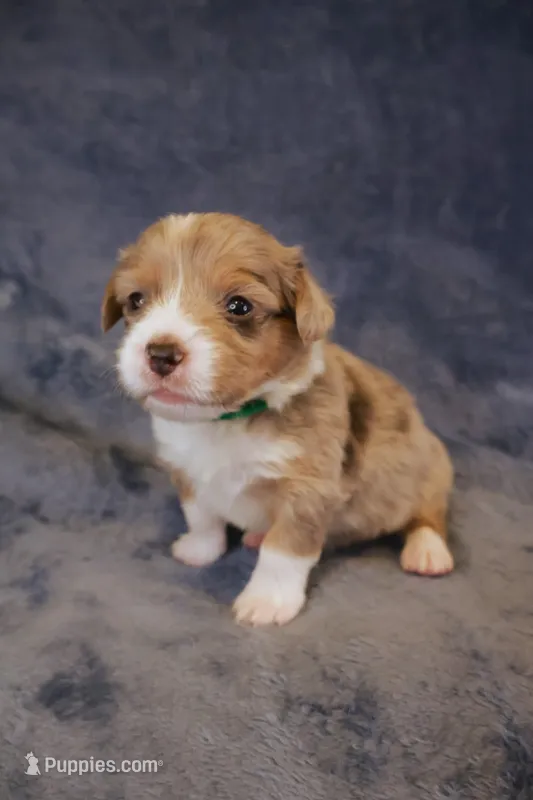 Blue Merle 2 – Pembroke Welsh Corgi puppy for sale in Hermiston, OR