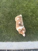 Reggie, a male Cardigan Welsh Corgi and Pembroke Welsh Corgi for sale in Hermiston, OR – 2 of 5