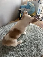 Peanut, a female Cardigan Welsh Corgi and Pembroke Welsh Corgi for sale in Hermiston, OR – 2 of 3