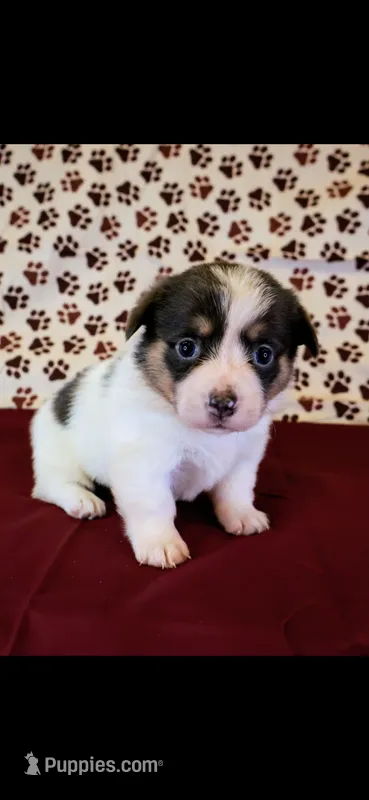 Pink collar – Cardigan Welsh Corgi, Pembroke Welsh Corgi puppy for sale in Hermiston, OR