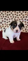 Pink collar, a female Cardigan Welsh Corgi and Pembroke Welsh Corgi for sale in Hermiston, OR – 1 of 2