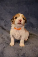 Lil red, a male Pembroke Welsh Corgi for sale in Hermiston, OR – 2 of 2