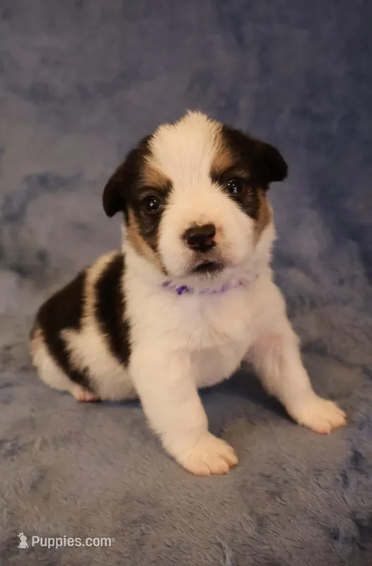 Tri mismark  – Pembroke Welsh Corgi puppy for sale in Hermiston, OR
