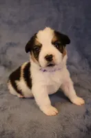 Tri mismark , a female Pembroke Welsh Corgi for sale in Hermiston, OR – 1 of 4