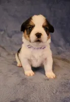 Tri mismark , a female Pembroke Welsh Corgi for sale in Hermiston, OR – 2 of 4