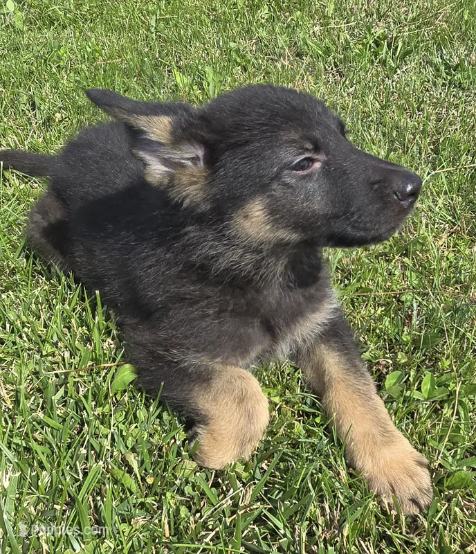 Gabby – German Shepherd Dog puppy for sale in Dixon, IL