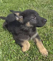 Gabby, a female German Shepherd Dog for sale in Dixon, IL – 1 of 5